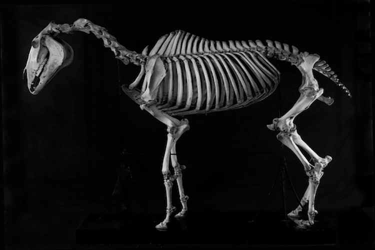 Carthorse (Equus caballus)